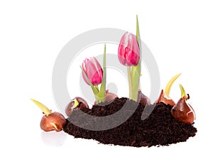 Pink red tulip bulbs