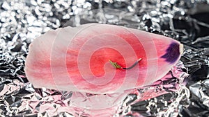 Pink red tulip petal and cheesecloth on crumpled foil