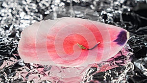 Pink red tulip petal and cheesecloth on crumpled foil