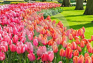 Pink and Red tulips