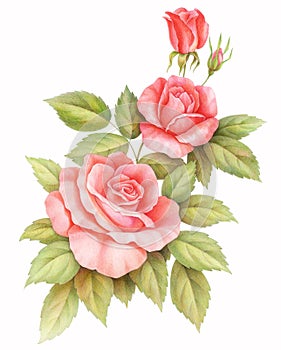 Pink red vintage roses flowers isolated on white background. Colored pencil watercolor illustration.