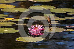 Pink red Water lily Nymphaeaceae blossoms among lily pads