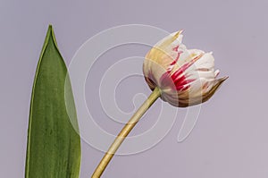 Pink or red and white tulip flower in spring on gray background