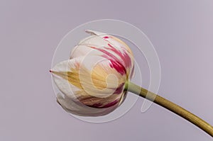 Pink or red and white tulip flower in spring on gray background