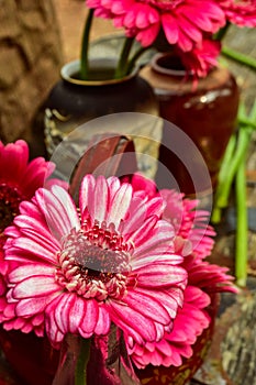 Pink, red, and white variegated flower petals of gerbera daisies