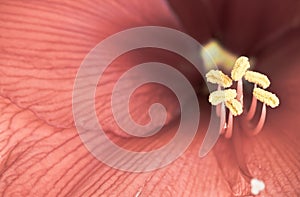 Pink red winter blooming flower amaryllis with yellow pistils with macro details