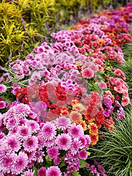 Pink, red and yellow chrysanthemums