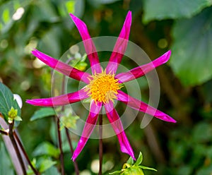 Pink Red Yellow Minature Fancy Star Dahlia