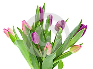 Pink, red and yellow Tulip flowers with green leaves isolated on white background