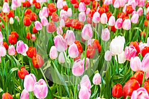 Pink,Red,Yellow tulips flower, beautifuly flower in garden plant, tulipa