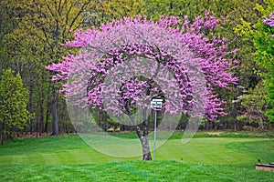 Pink Redbud Tree