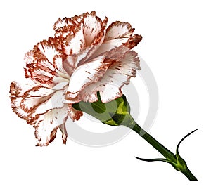 Pink-Redwhite isolated background with clipping path. Close-up. no shadows. Shot of red-white clove flower photo