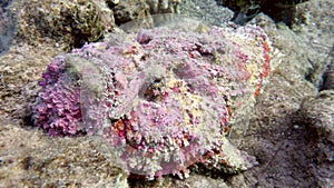 Pink reef Stonefish (Synanceia verrucosa) in the Red Sea, Eilat, Israel