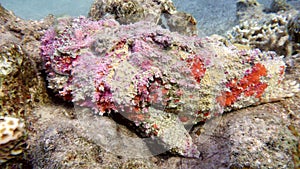 Pink reef Stonefish (Synanceia verrucosa) in the Red Sea, Eilat, Israel photo