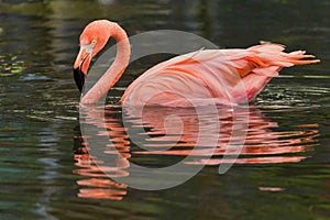 Pink Reflections of a Flamingo