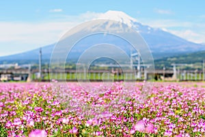 pink renge flower with railway and Fuji,Shizuoka