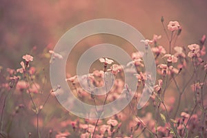 Pink retro flowers background