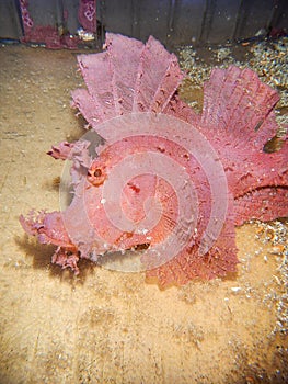 Pink Rhinopias Fish photo
