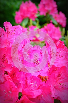 Pink Rhodedendrons