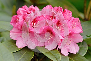 Pink rhododendron