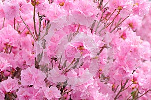 Pink Rhododendron Background