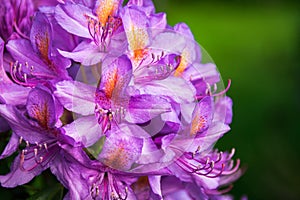 Pink rhododendron bloom on a green background.