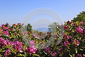 Pink Rhododendron Blooming