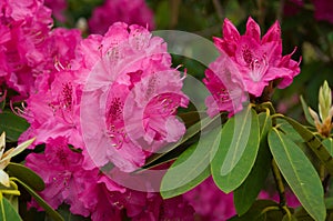 Pink Rhododendron blooming