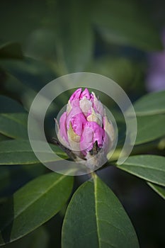 Pink rhododendron blossom