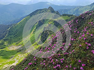 Pink rhododendron blossom in green summer mountains