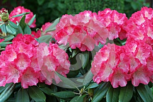 Pink rhododendron blossoms