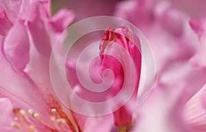 Pink Rhododendron Bud Closeup