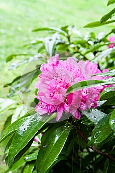 Pink rhododendron bush