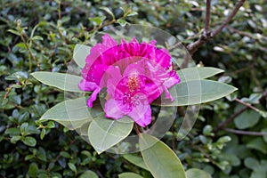 Pink rhododendron bush blooming in the garden, american beauty variety,