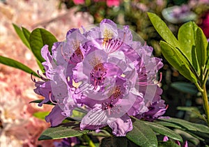 Pink rhododendron catawbiense flower