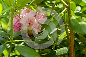 Pink Rhododendron. Evegreen shrub