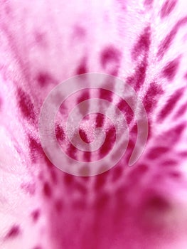 Pink rhododendron flower