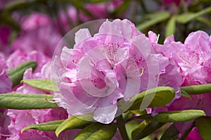 Pink rhododendron flower