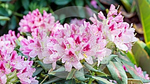 Pink Rhododendron flower