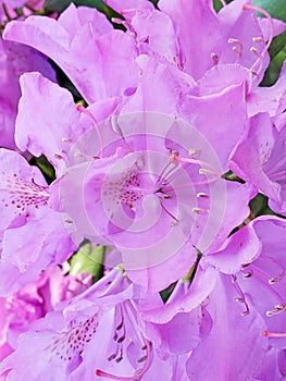 Pink rhododendron flower closeup