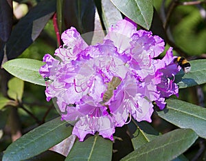 Pink rhododendron flower. Exotic flower.