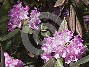 Pink rhododendron flower. Exotic flower.