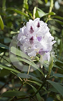 Pink rhododendron flower. Exotic flower.