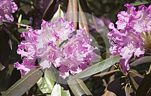 Pink rhododendron flower. Exotic flower.