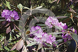 Pink rhododendron flower. Exotic flower.