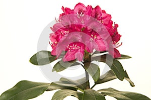 Pink rhododendron flower with green leaves