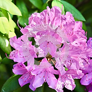 Pink Rhododendron flower petals. Floral background