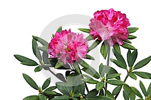 Pink Rhododendron Flower Plant