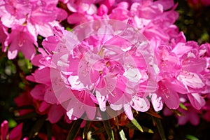 Pink rhododendron flower. Rhododendron pattern. Natural beauty. Beautiful blooming texture background. bush blooming rhododendron