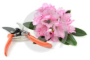 Pink Rhododendron flower and scissors on white background